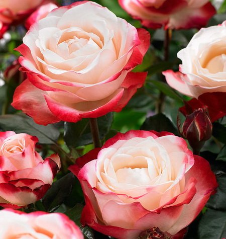 Роза чайно-гибридная Ностальжи